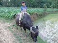 #8: Boy riding a water buffalo near the confluence.