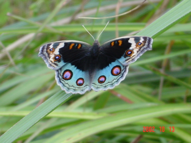 Exquisitely coloured butterfly.