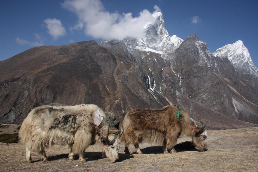 Yaks near Dingboche.