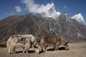 #5: Yaks near Dingboche.