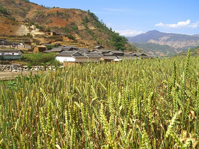 Villagers grew wheat there - and it was already quite hot in April.