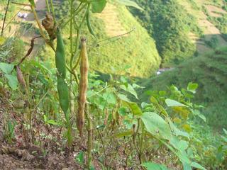 #1: The magic confluence beans at the center of 28N 103E.