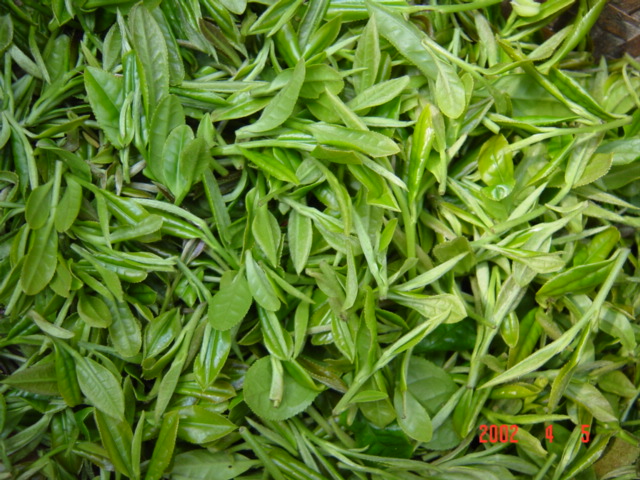 Freshly picked tea leaves