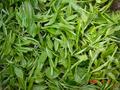 #6: Freshly picked tea leaves