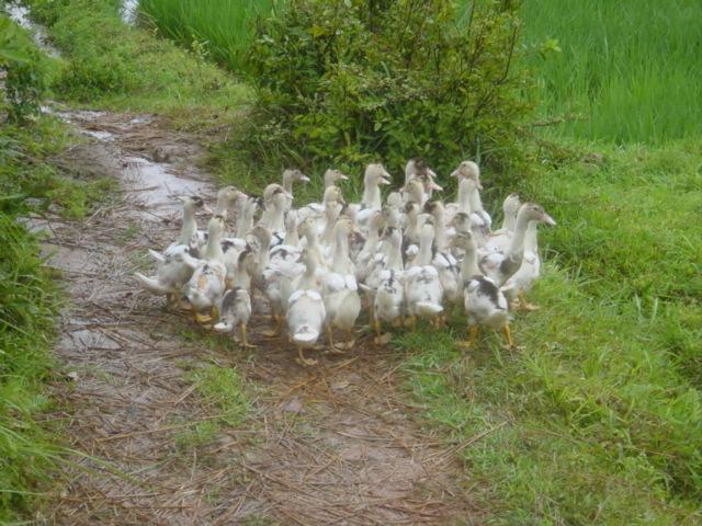 Perfect weather for ducks