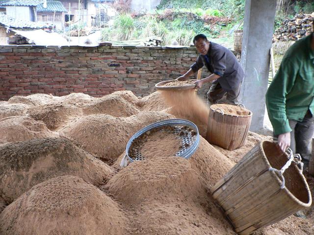 Preparing the special medium used to grow the mushrooms