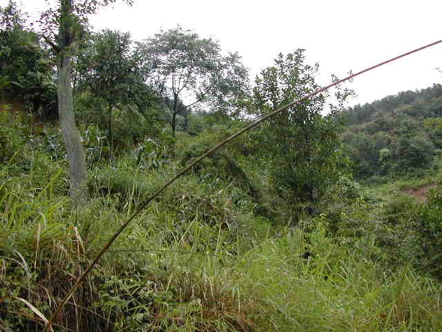 View looking east from the confluence point