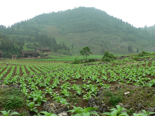 Looking east, with part of Shuānglián village visible on the left.