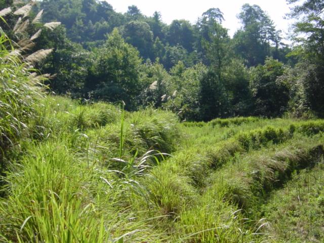 Confluence located in forest beyond disused paddy fields