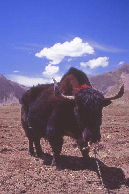 yak