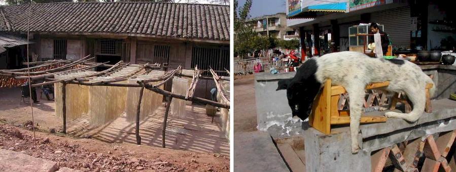 Mom and Pop Noodle Factory drying noodles along the road - De-boned dog waiting for a hungry customer