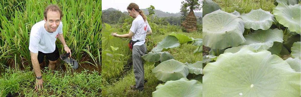 Peter trying to get a perfect reading in a rice paddy but lost a shoe! - Targ getting as close as he can to the confluence.