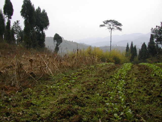 Nearby the Confluence Point ourside the bamboo grove facing East