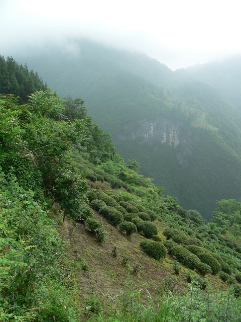 Tea plantation on the hillside just below the beginning of the path.