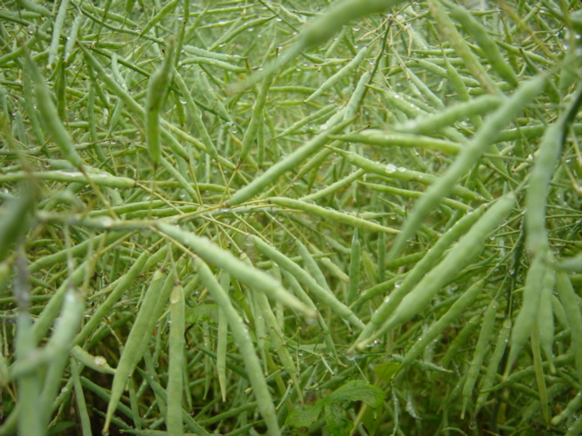 Mature rapeseed, grown extensively in China to produce oil