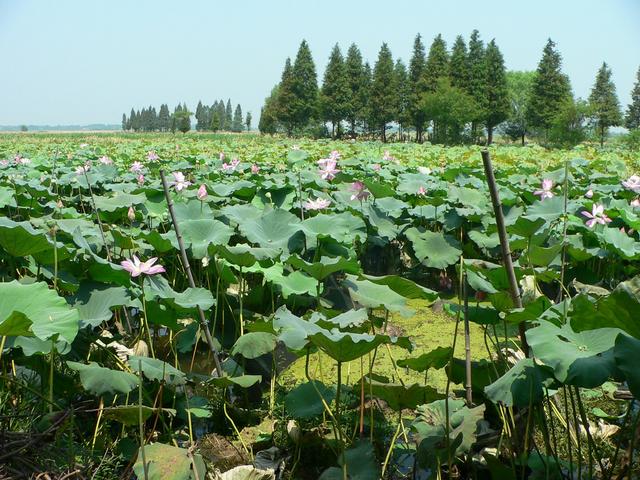 Lotus pond.