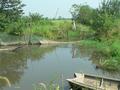 #3: Ah Feng on bridge over second canal; confluence 760 metres NW.