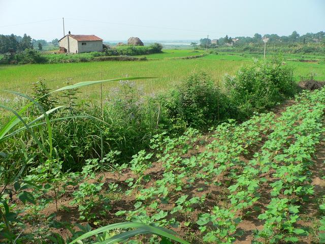 Facing south, cotton and rice paddy.