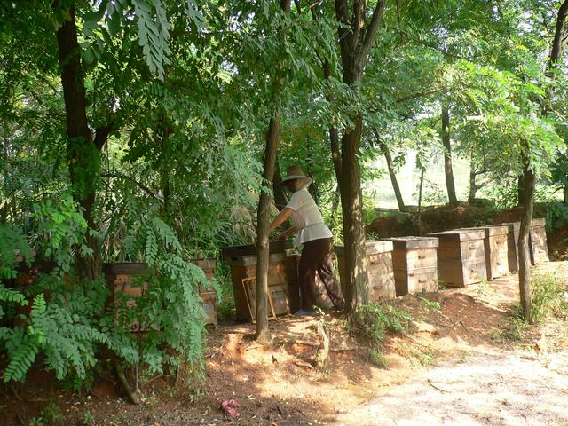 Village lady tending bee hives.