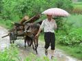 #4: Hauling logs in Fengdengdui.