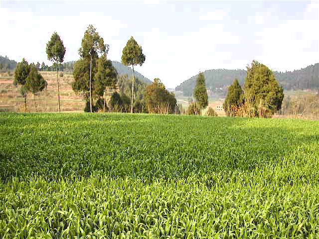 Looking north from the Confluence Point / 交汇点以北的景象