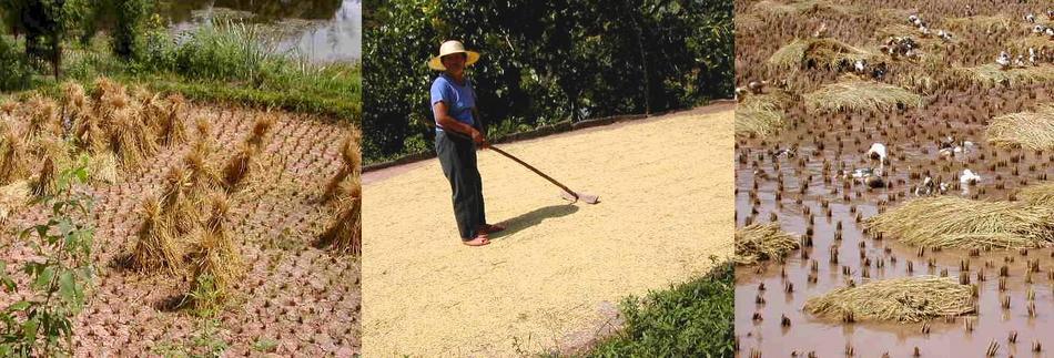 Harvesting time: drying rice stalks, drying rice grains, ducks in heaven