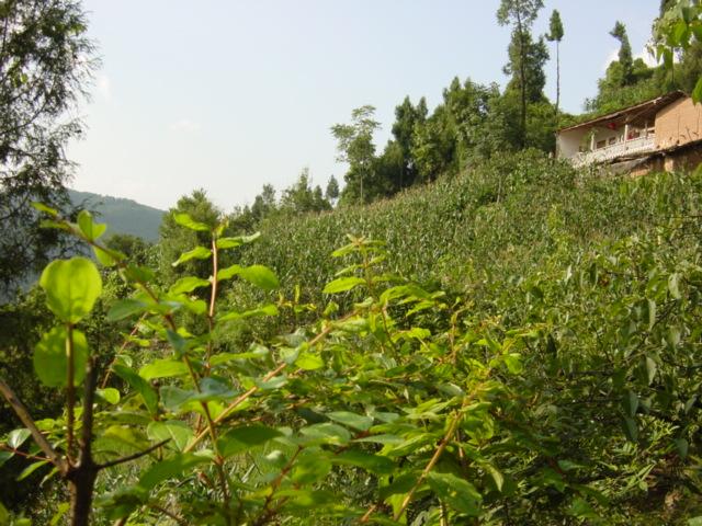 Facing north, with farmhouse visible above the confluence to the right