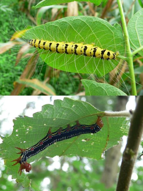 Caterpillars in mountains SW of confluence.