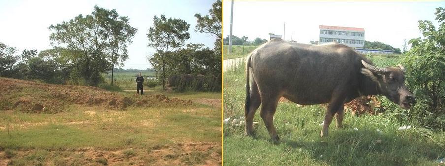 Comparitive photo, and the 5 yuan laughing water buffalo picture