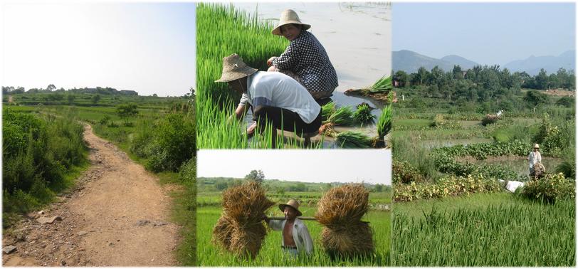 Walking to west; farming impressions along this way