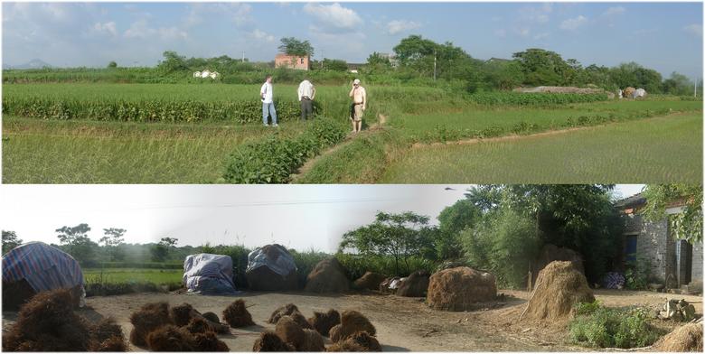 Village GANG LIN CUN from west, rice straw piles