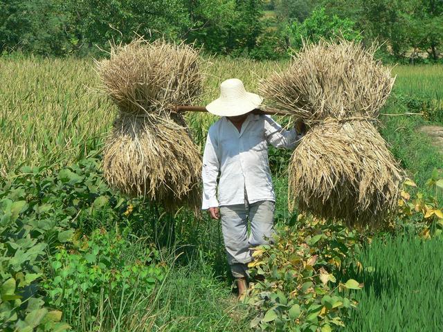 Peasant in field near confluence.