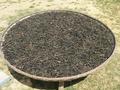 #9: Mung beans drying in sun.