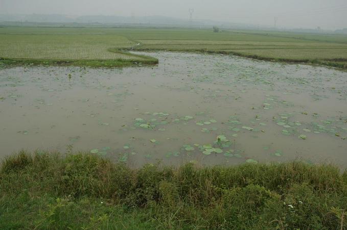 East - Lily pond and rice paddy