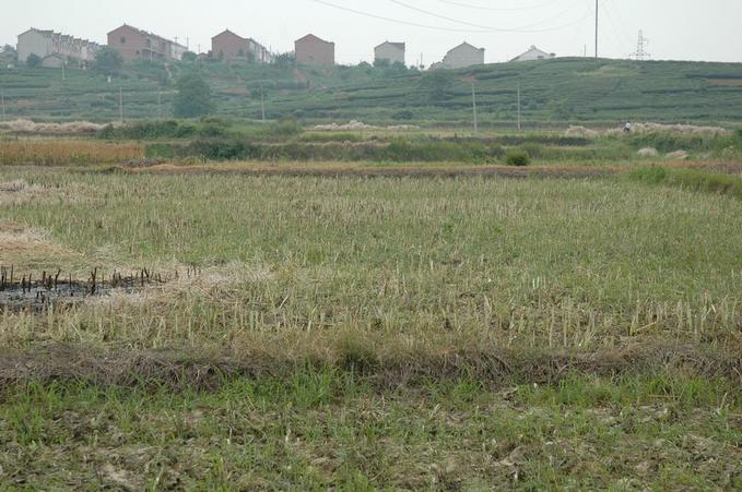 East - tea plants on the hill below the village