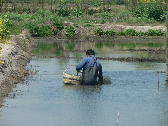 Shrimp farming