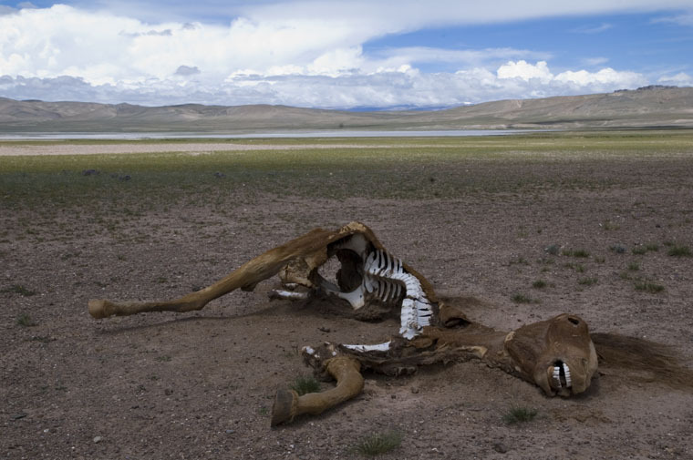 草原上的死马／Dead horse on grassland