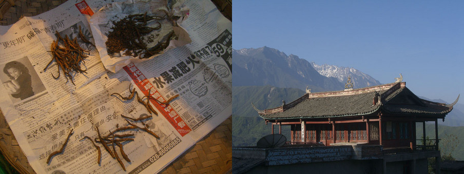 The famous caterpillar fungus, found in the high mountains has many uses in Chinese Traditional Medicine.  Each one may sell for 50rmb $6.70 (a tidy sum in China).  View from the pass between Maoxian and Beichuan. Nine Peak is in the background.