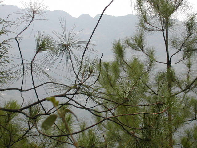 Looking north from the confluence