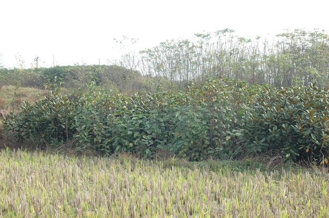 从交汇点向北看 / Looking north from the confluence