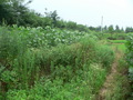 #7: Looking north (from 14 m west of the confluence)