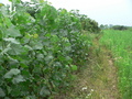 #8: Looking south (from 14 m west of the confluence)