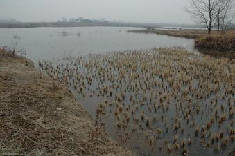 #1: Confluence point located in the middle of the pond