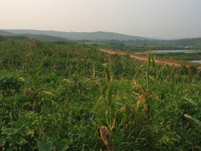 View north and general view of confluence