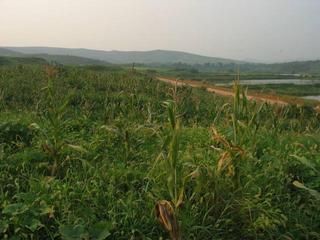 #1: View north and general view of confluence