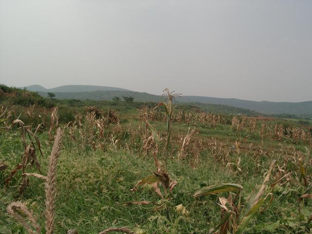 Confluence in a field of corn and pumpkin