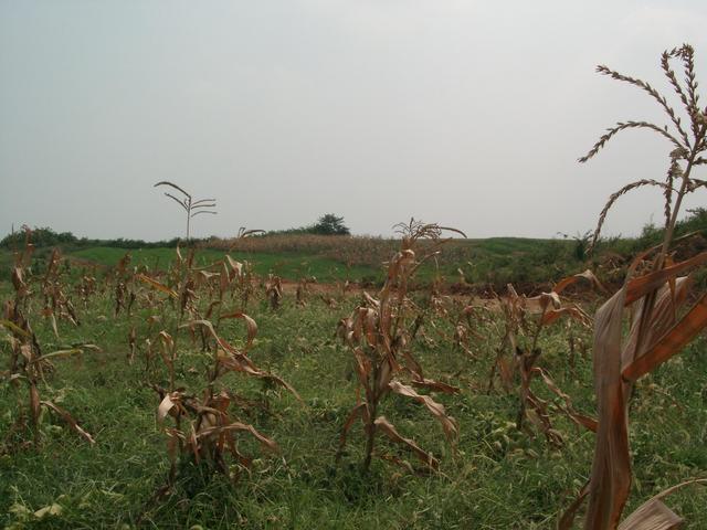 View from the confluence