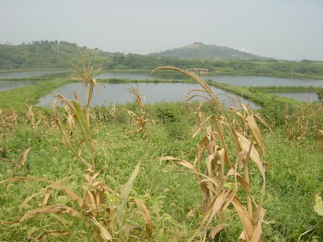 Ponds seen from confluence