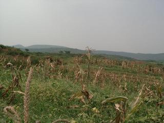 #1: Confluence in a field of corn and pumpkin