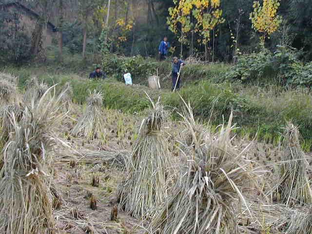 Peasants working the fields near the confluence